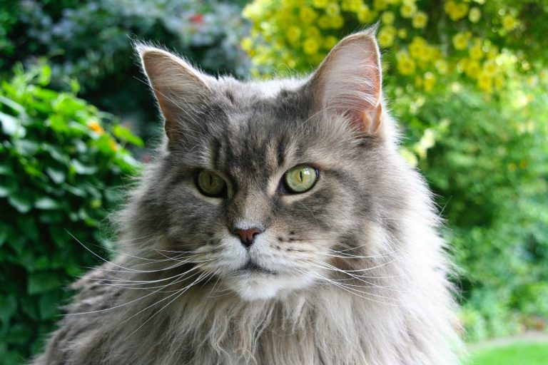 Do Maine Coon Cats Make Good Pets? The Ultimate Guide